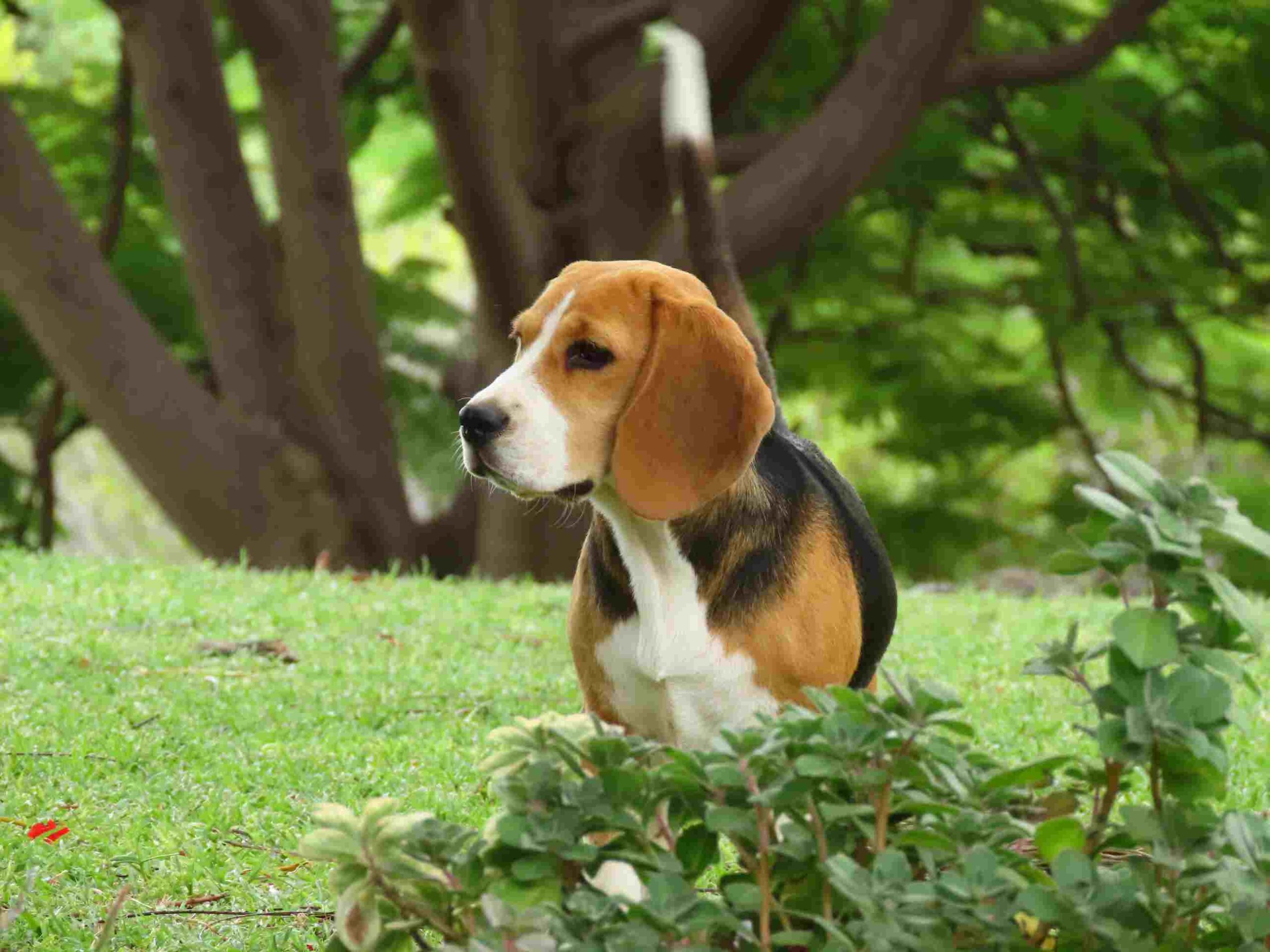 Beagle Pedigree Puppies