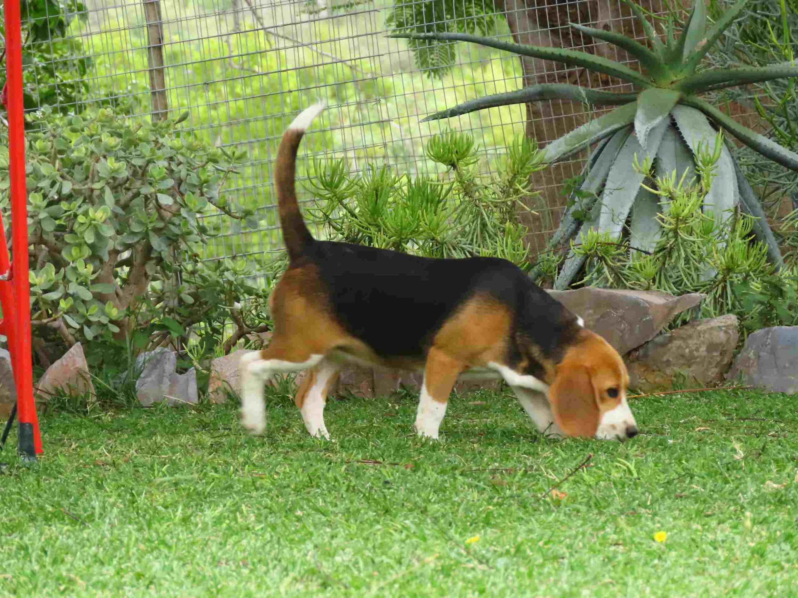Beagle Pedigree Puppies