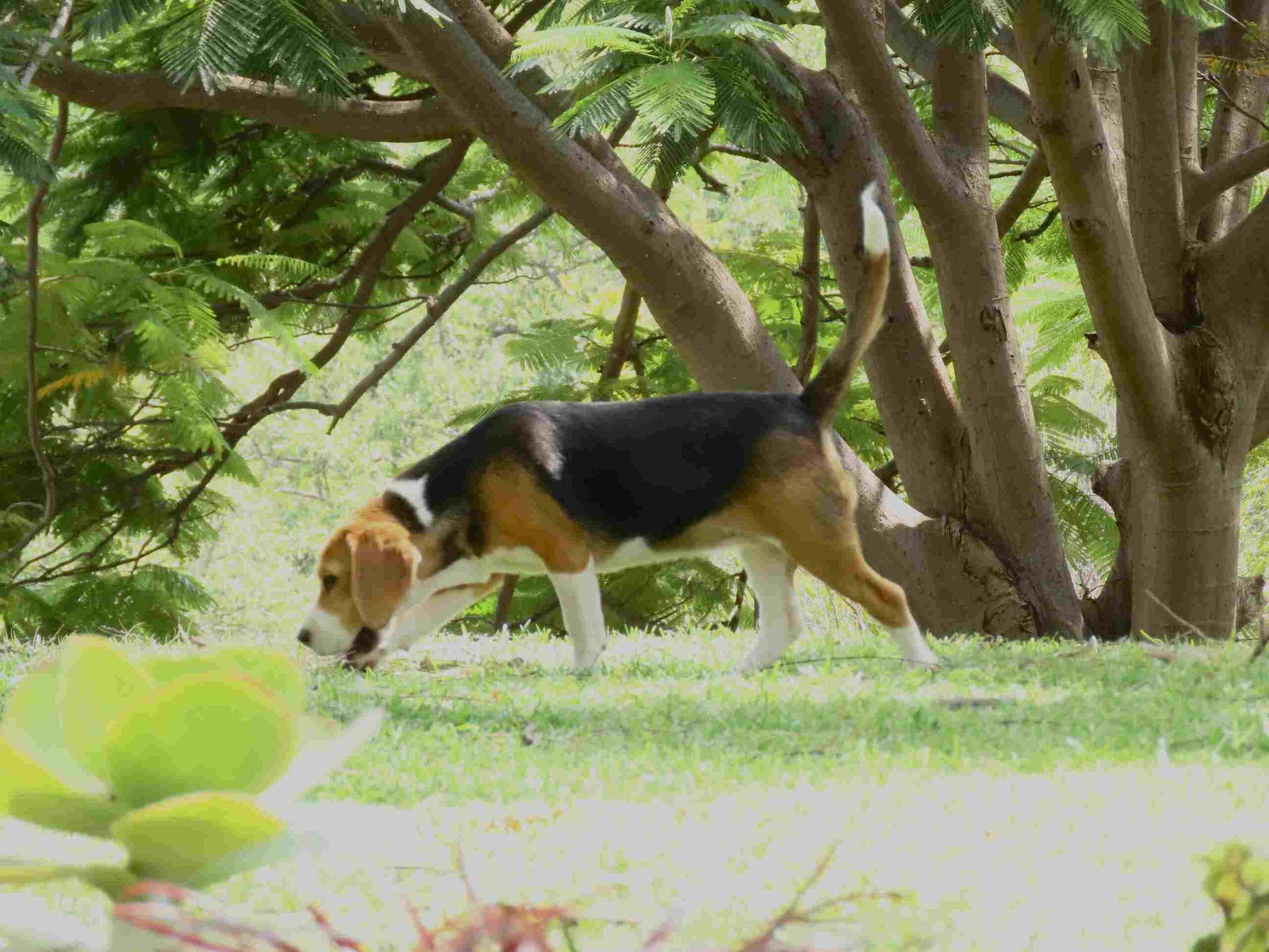 Beagle Pedigree Puppies