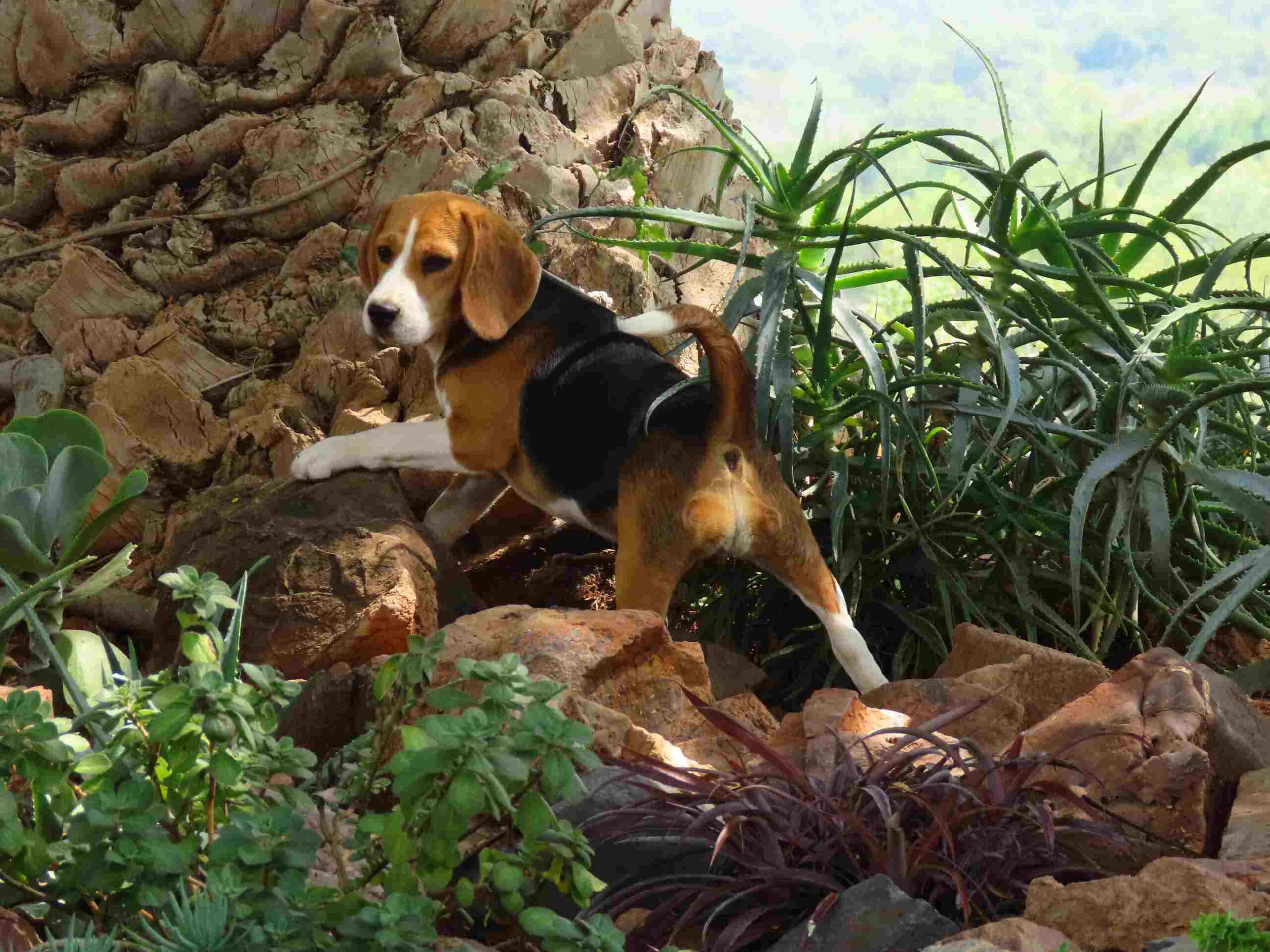 Beagle Pedigree Puppies