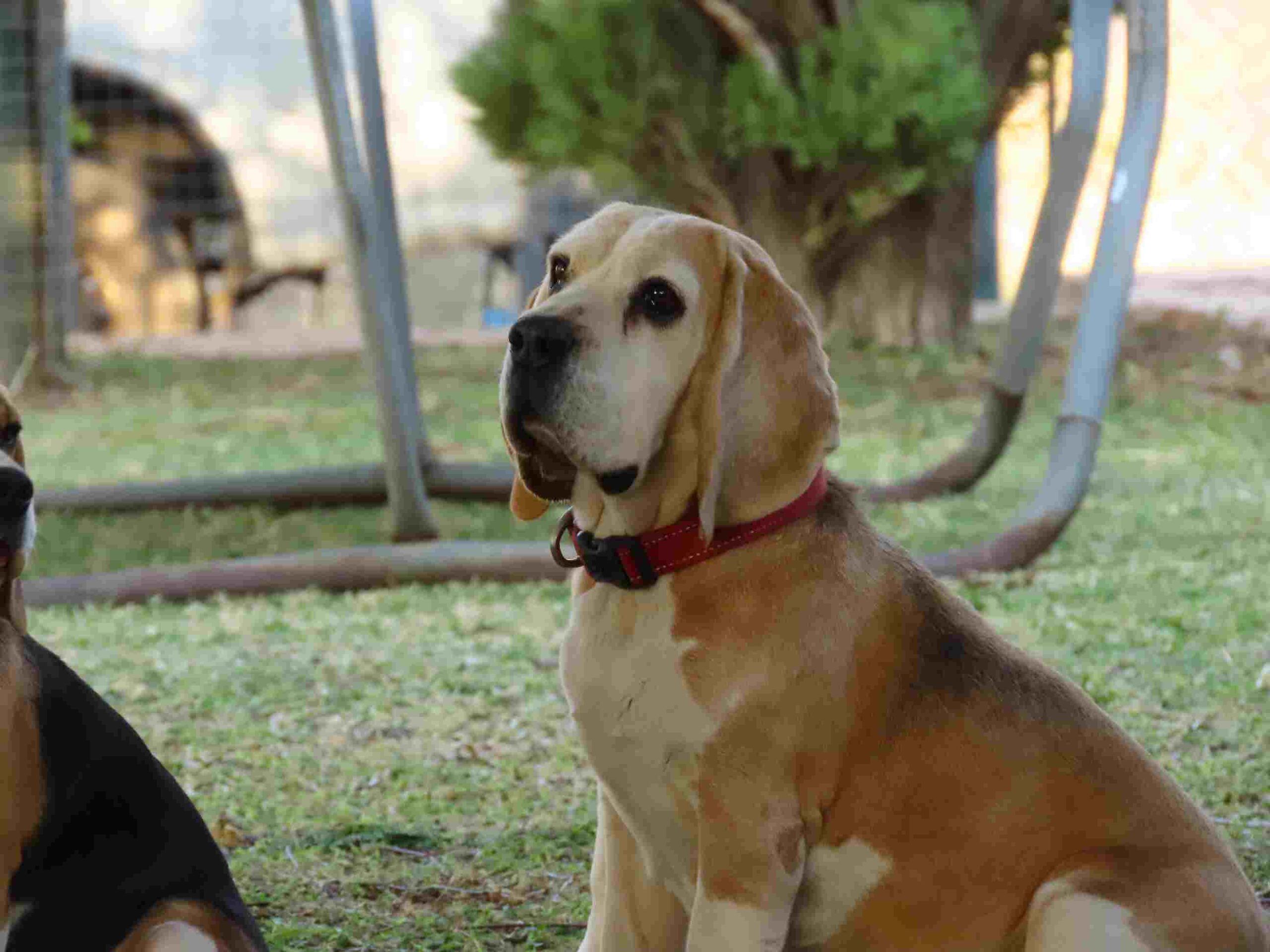 Beagle Puppies
