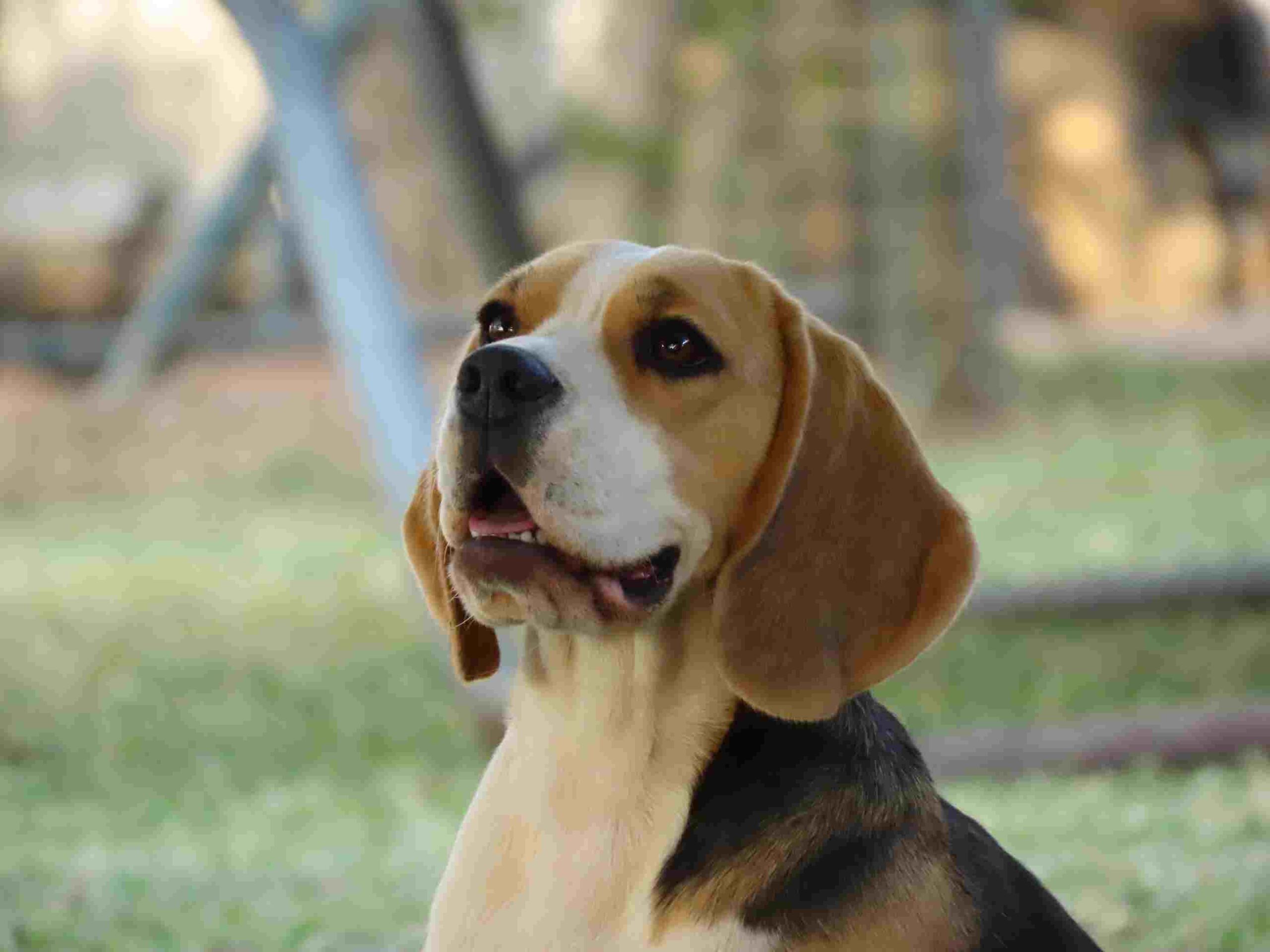Beagle Breeder Puppy