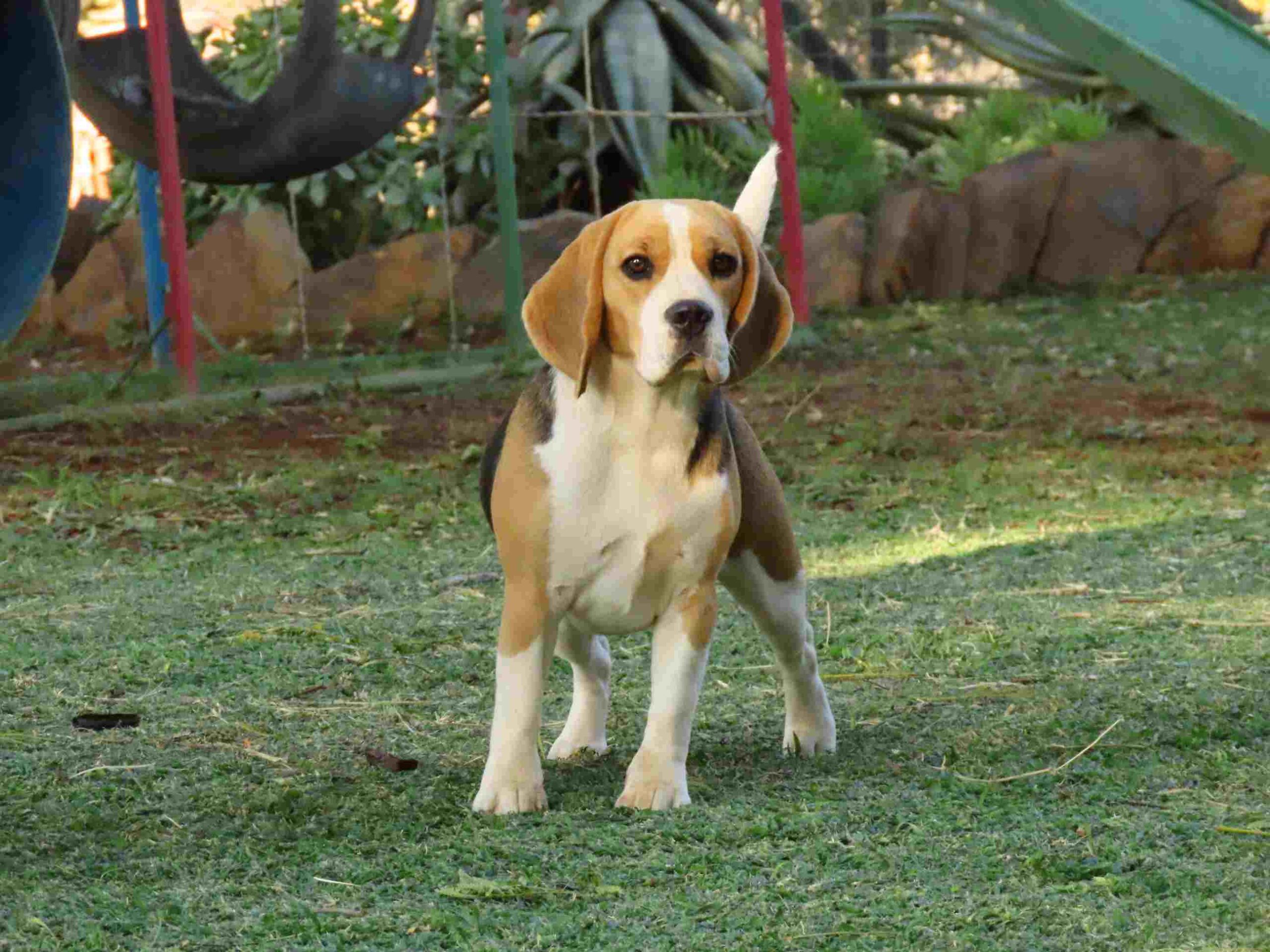 Beagle Breeder Puppy