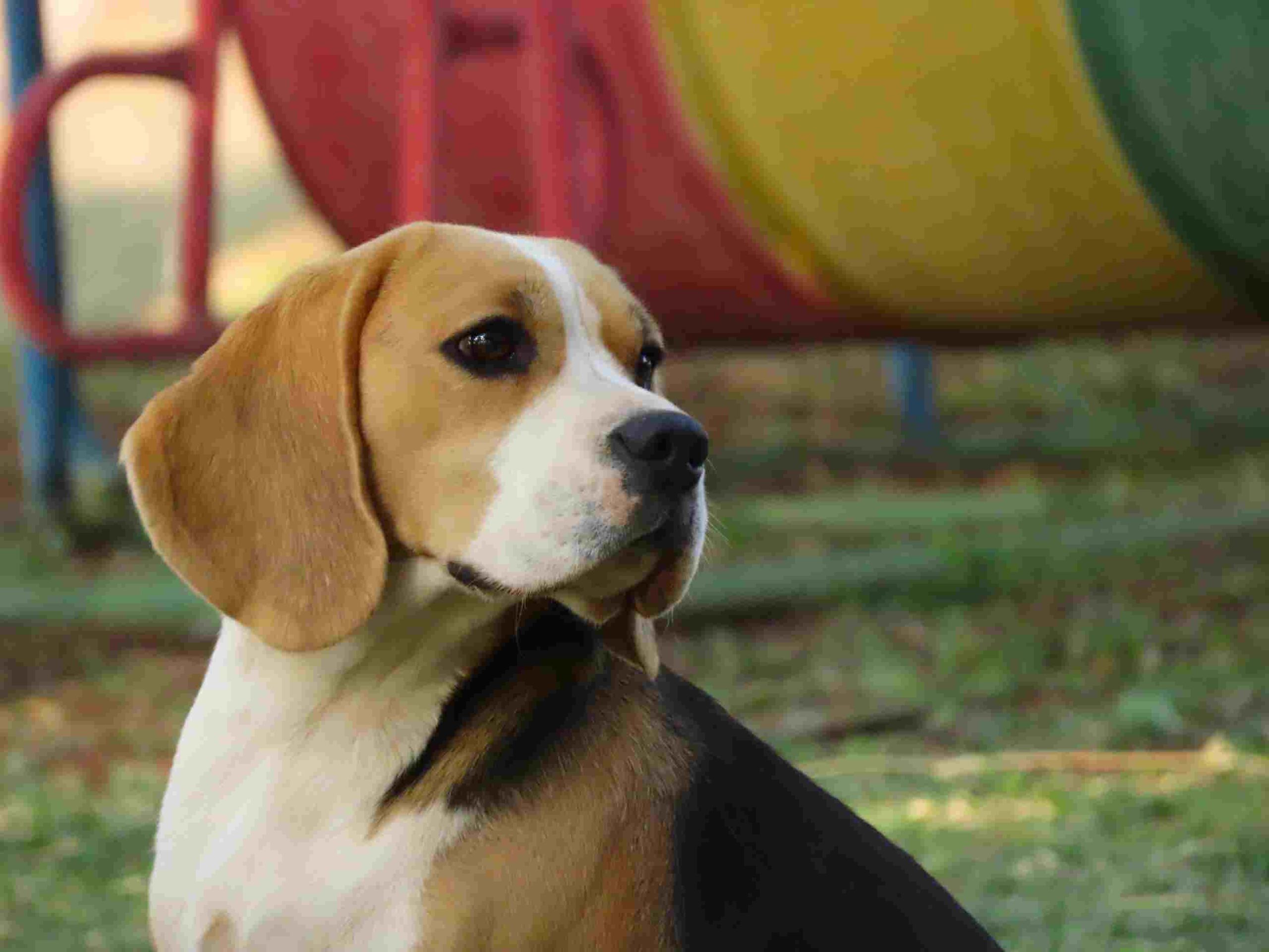 Beagle Breeder Puppy