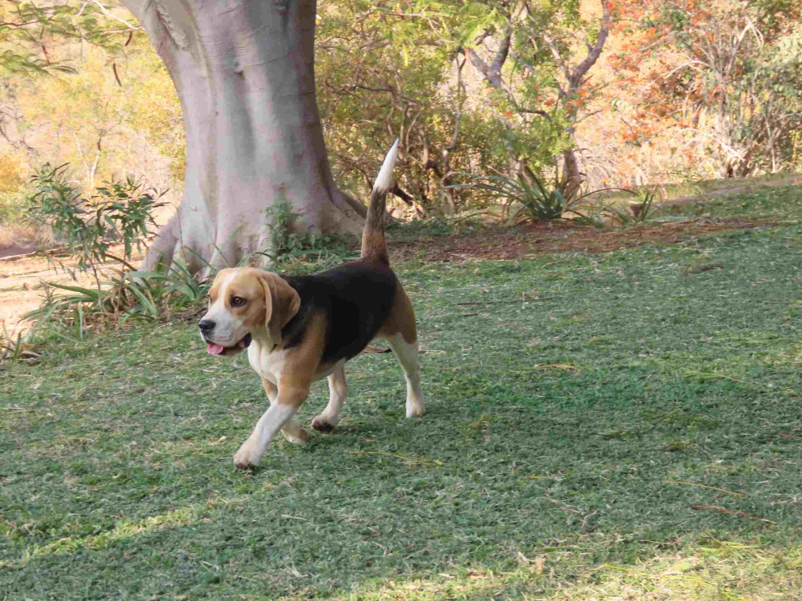 Beagle Breeder Puppy