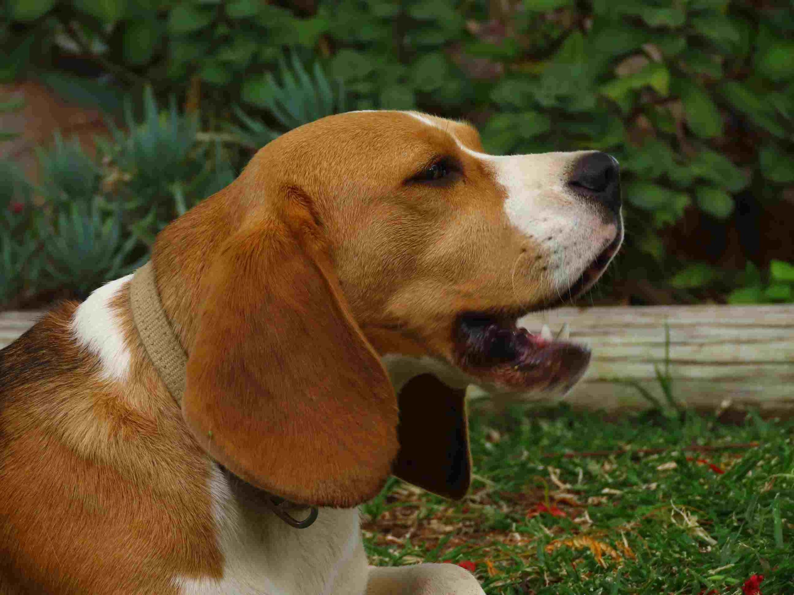Beagle Breeder Puppy