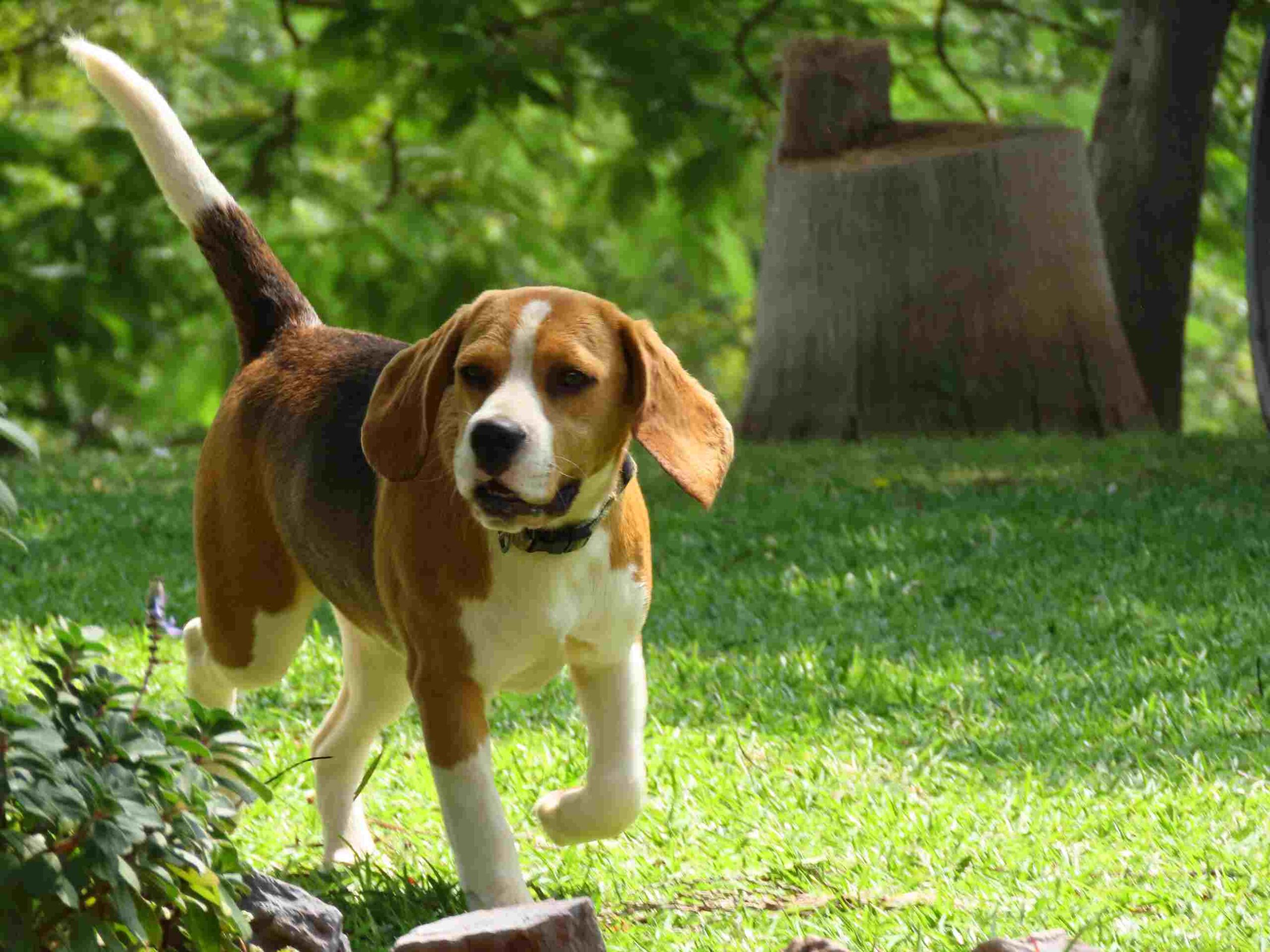 Beagle Breeder Puppy