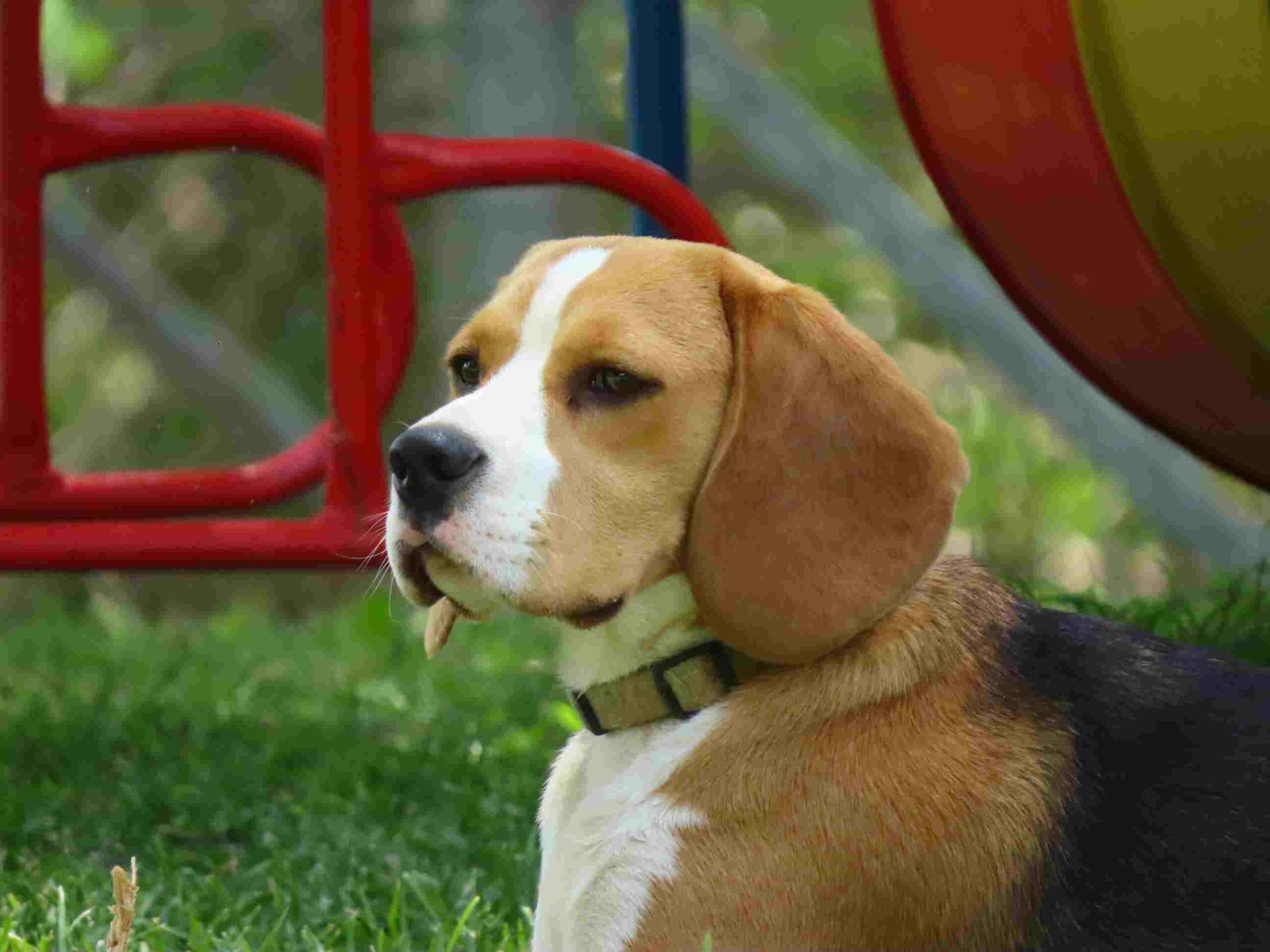 Beagle Breeder Puppy