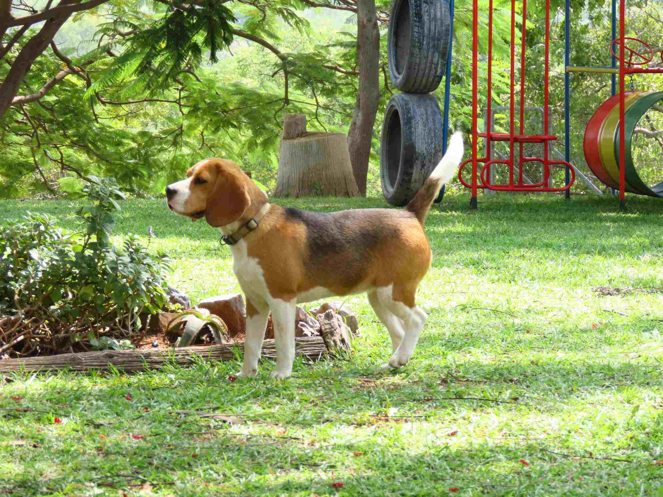 Beagle Breeder Puppy