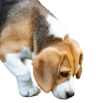 Beagle Breeder