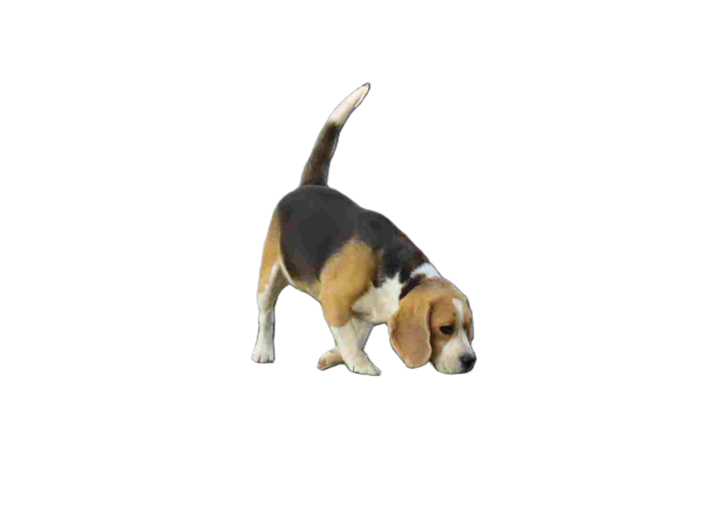 Beagle Puppy