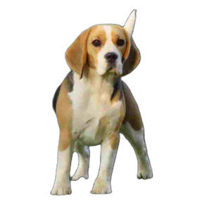 Beagle Puppy