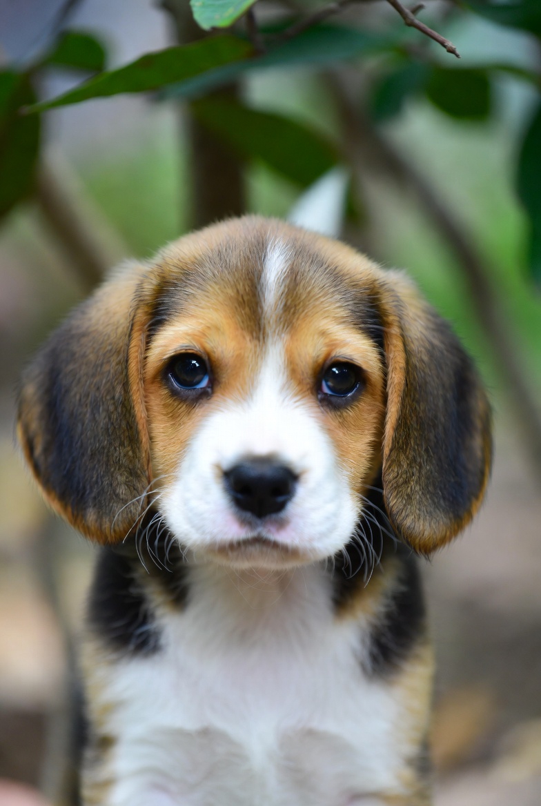 Beagle Puppies