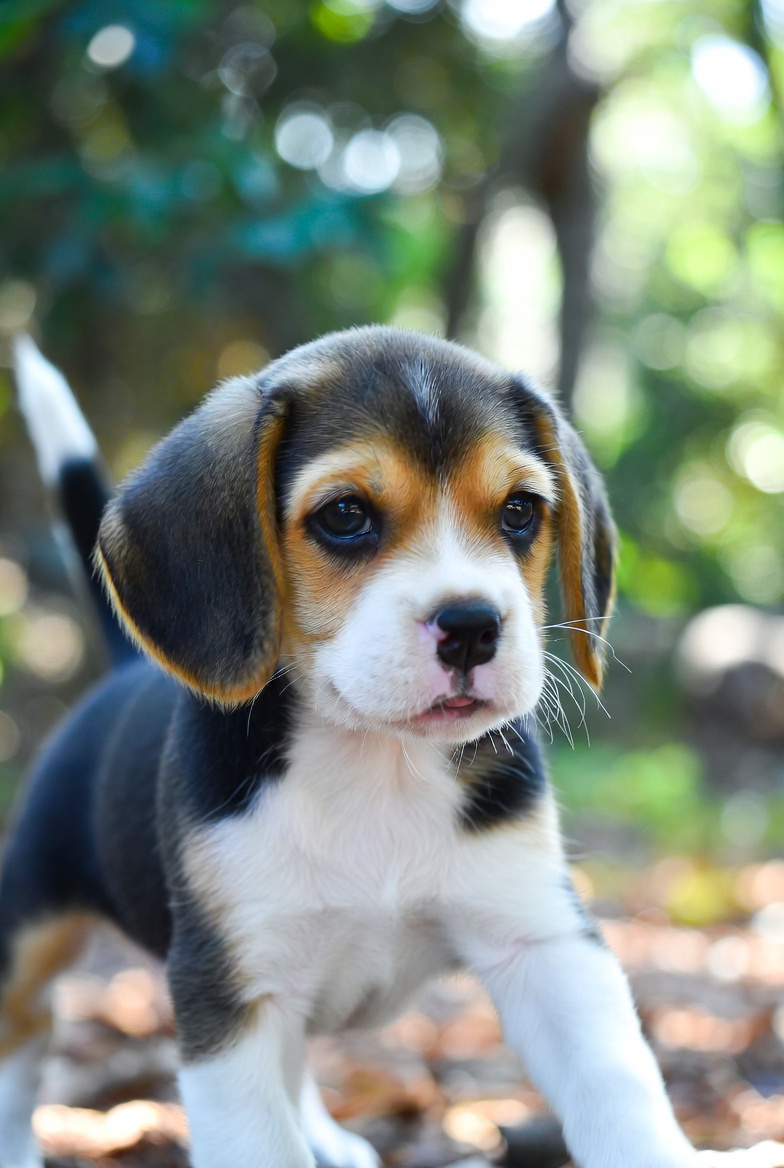 Beagle Puppies