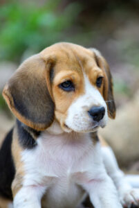 Beagle Puppy Life Stages Adolescence