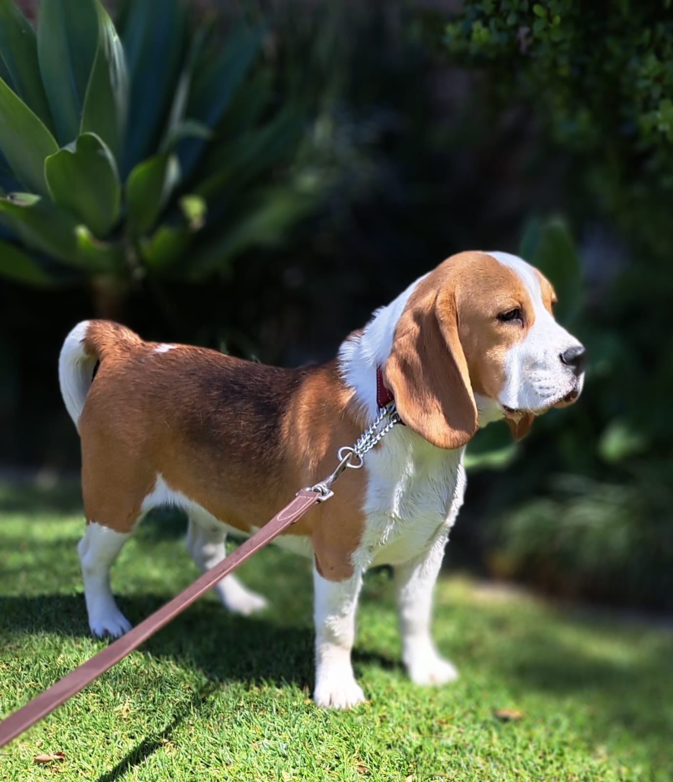 Beagle Stud
