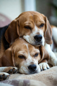 Beagle Puppy Life Stages Geriatric Stage
