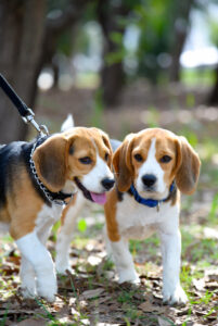 Beagle Puppies