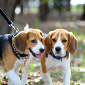 Beagle Socialisation Guide