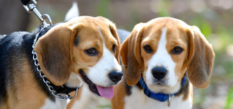 Beagle Puppies