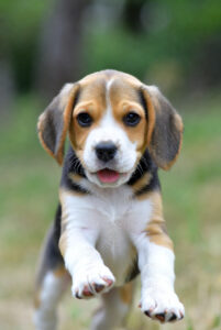 Beagle Puppy Life Stages Juvenile
