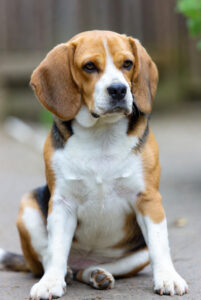 Beagle Puppy Life Stages Middle-Age