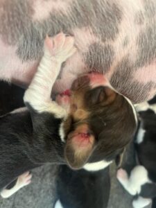 Beagle Puppies Neonatal