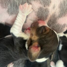 Life Stages of the Beagle