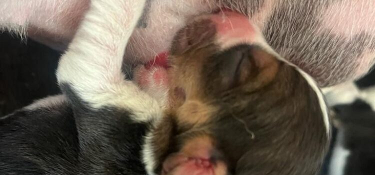 Beagle Puppies Neonatal