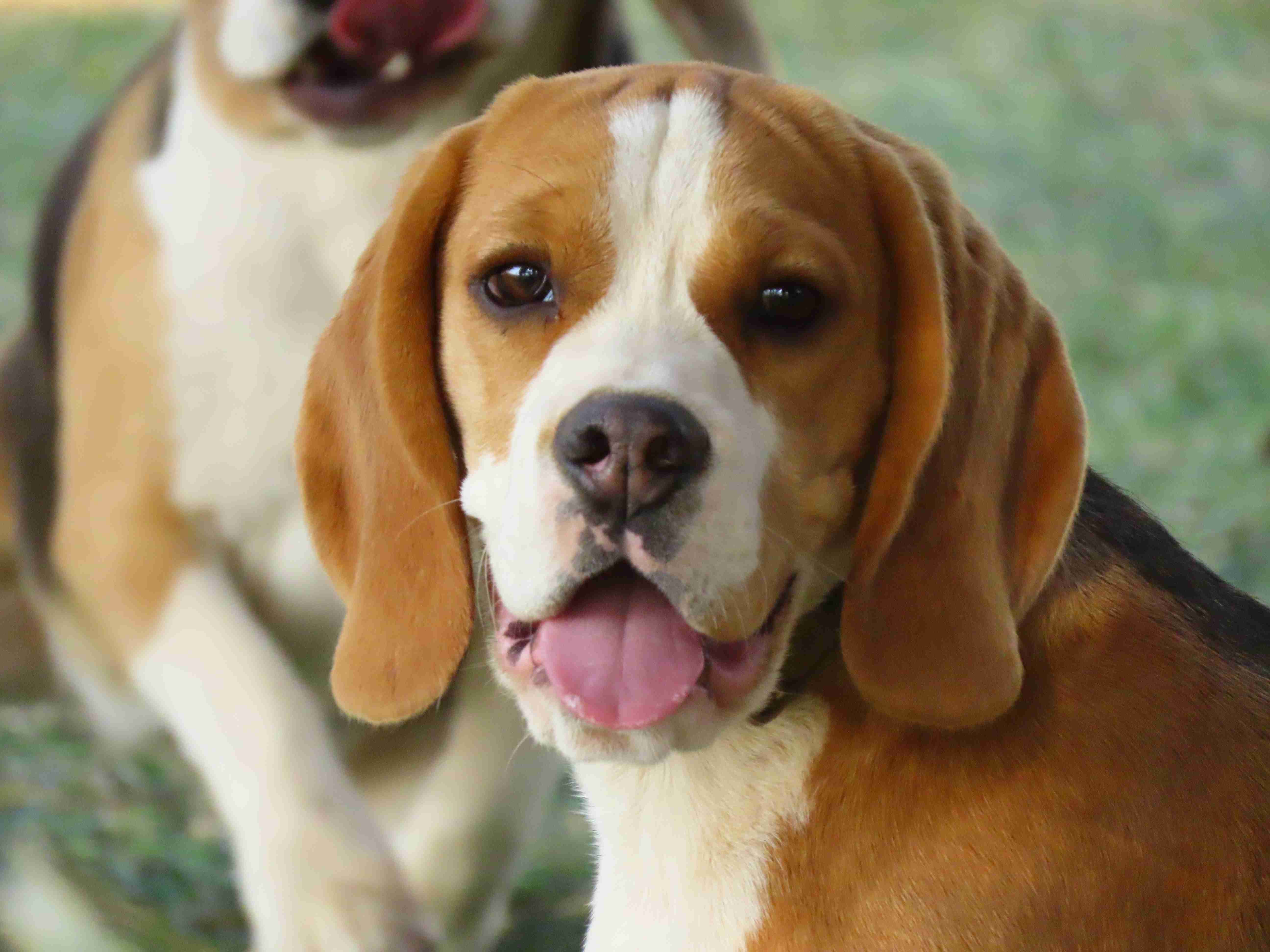 Beagle Stud