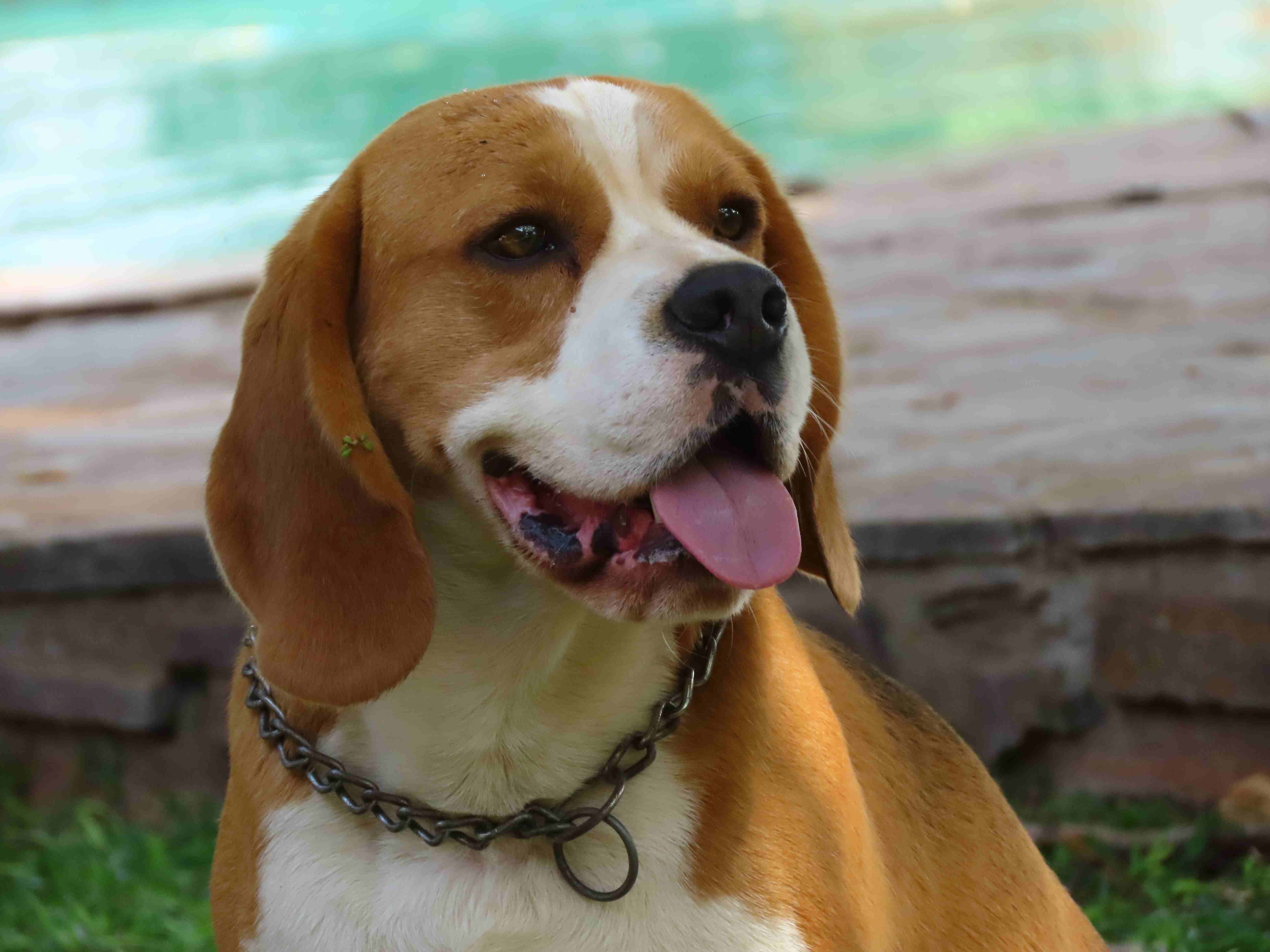 Beagle Stud