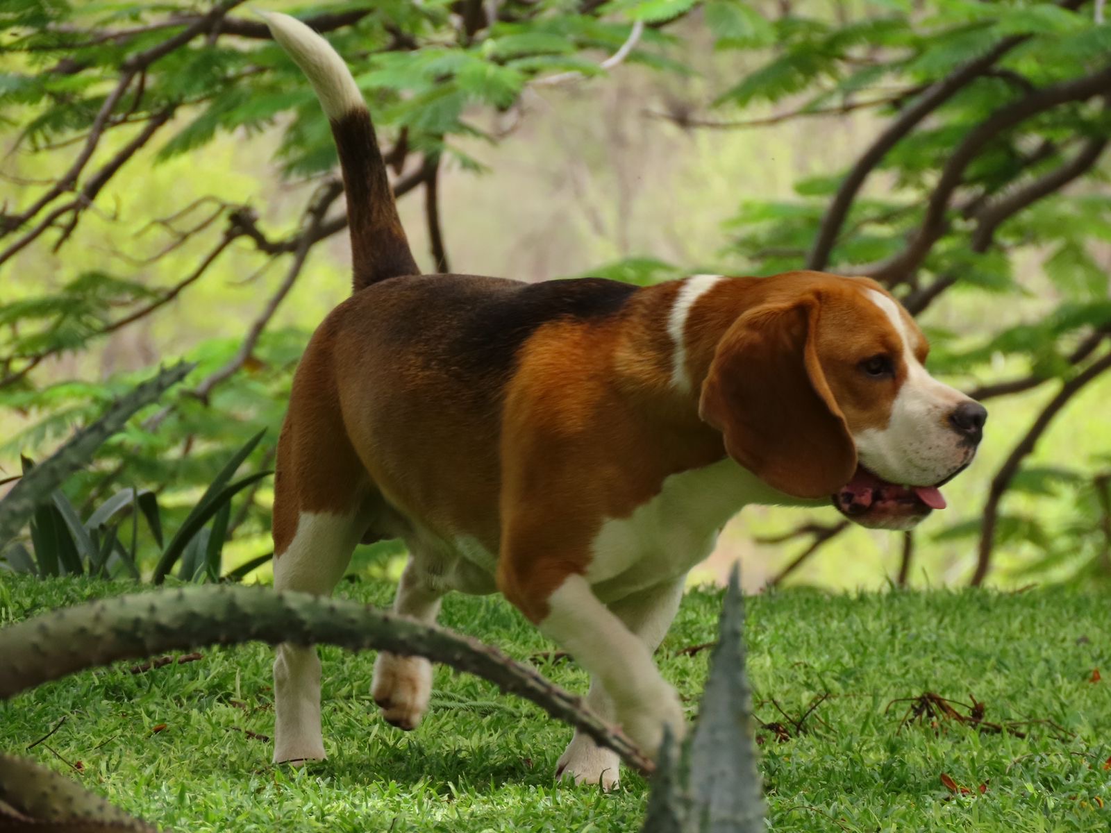 Beagle Stud