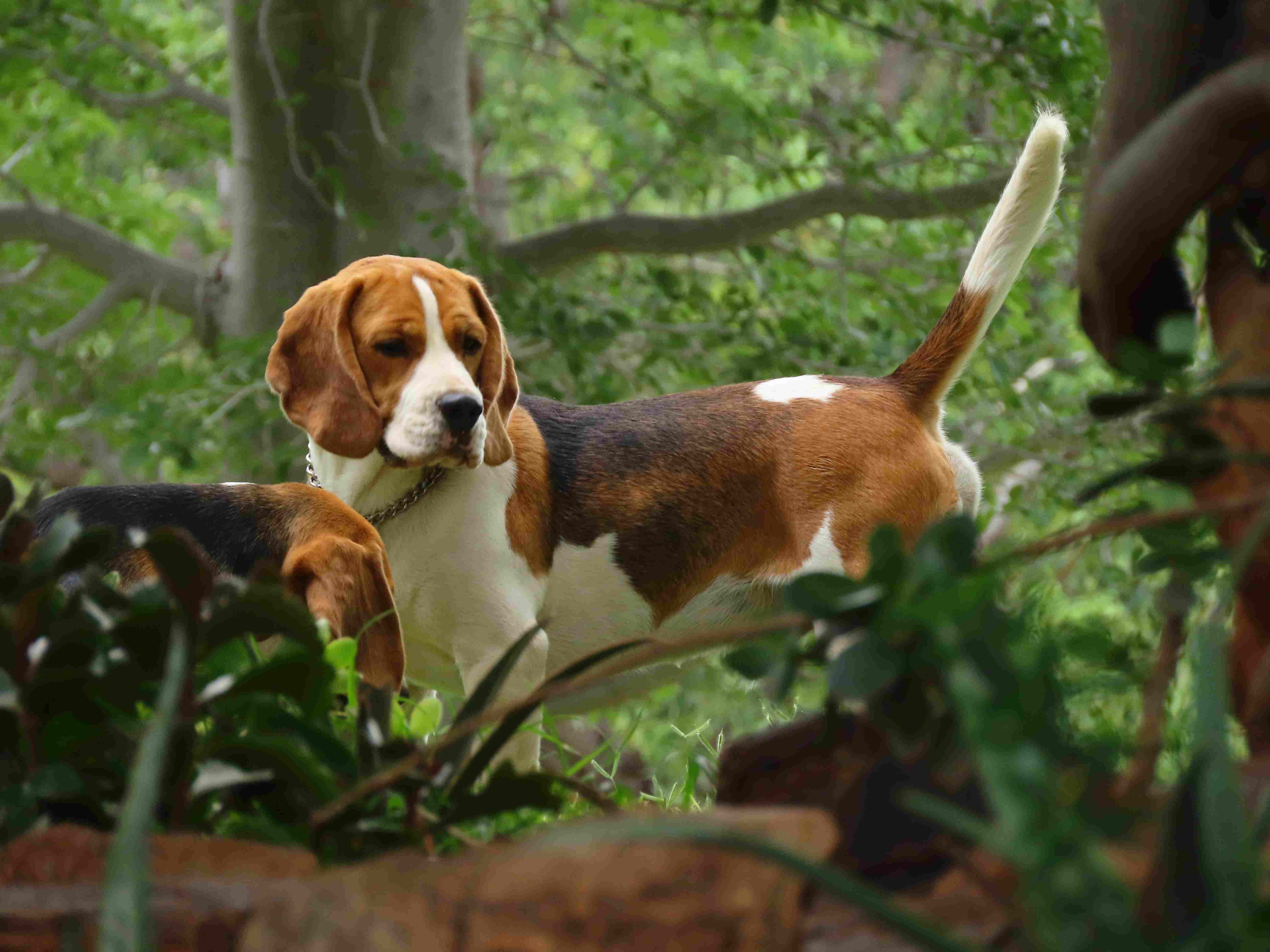 Beagle Stud
