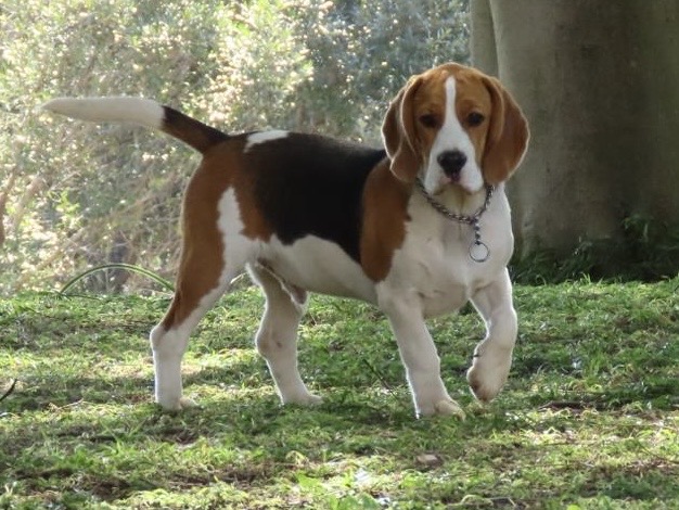 Beagle Stud
