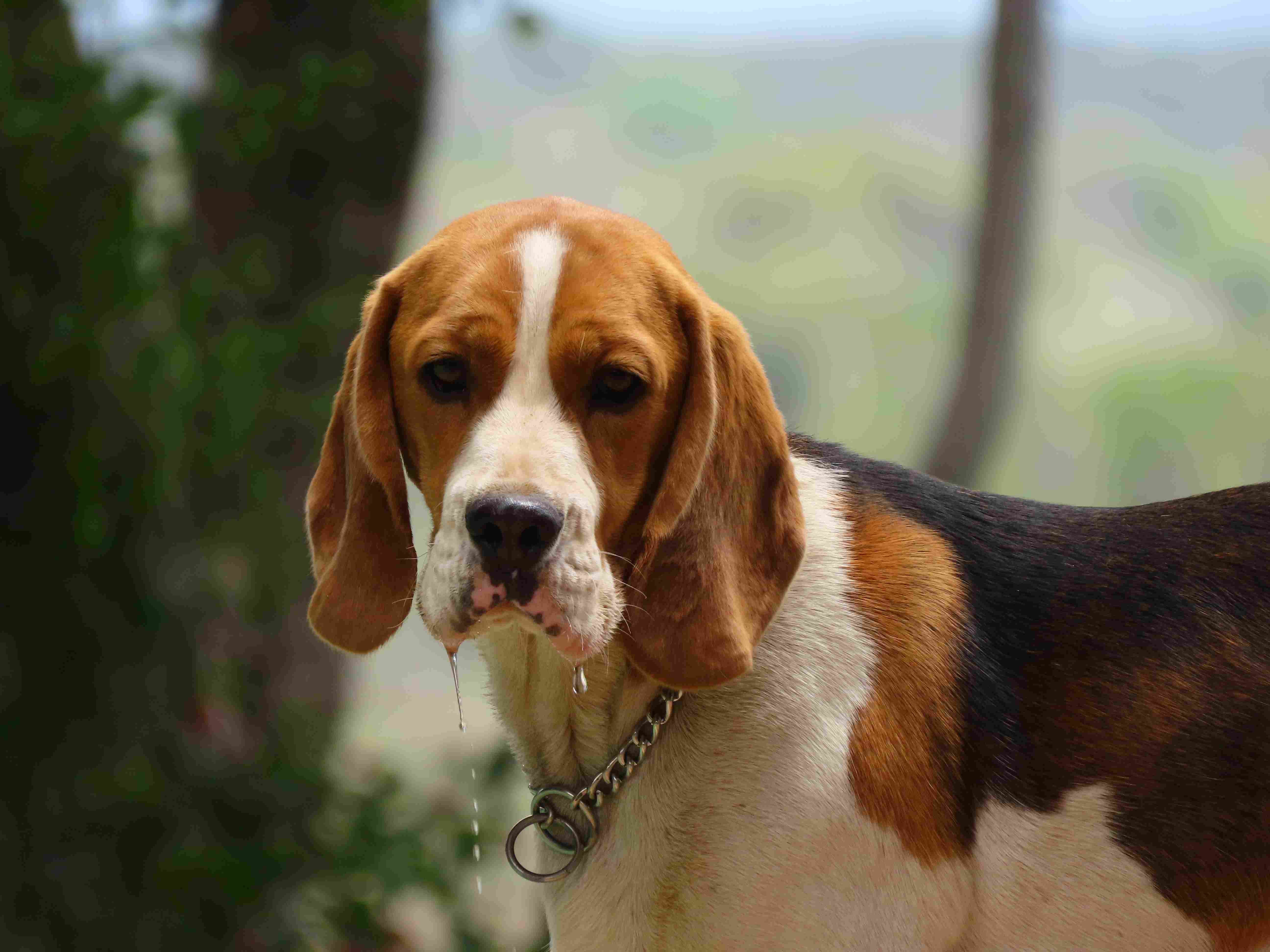 Beagle Stud