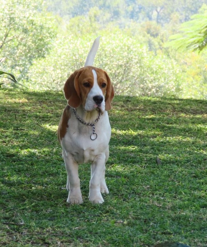 Beagle Stud