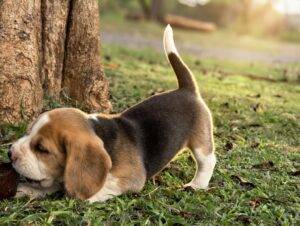 Beagle Puppy