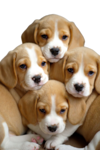 Beagle Puppies For Sale