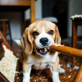 Beagle Separation Anxiety
