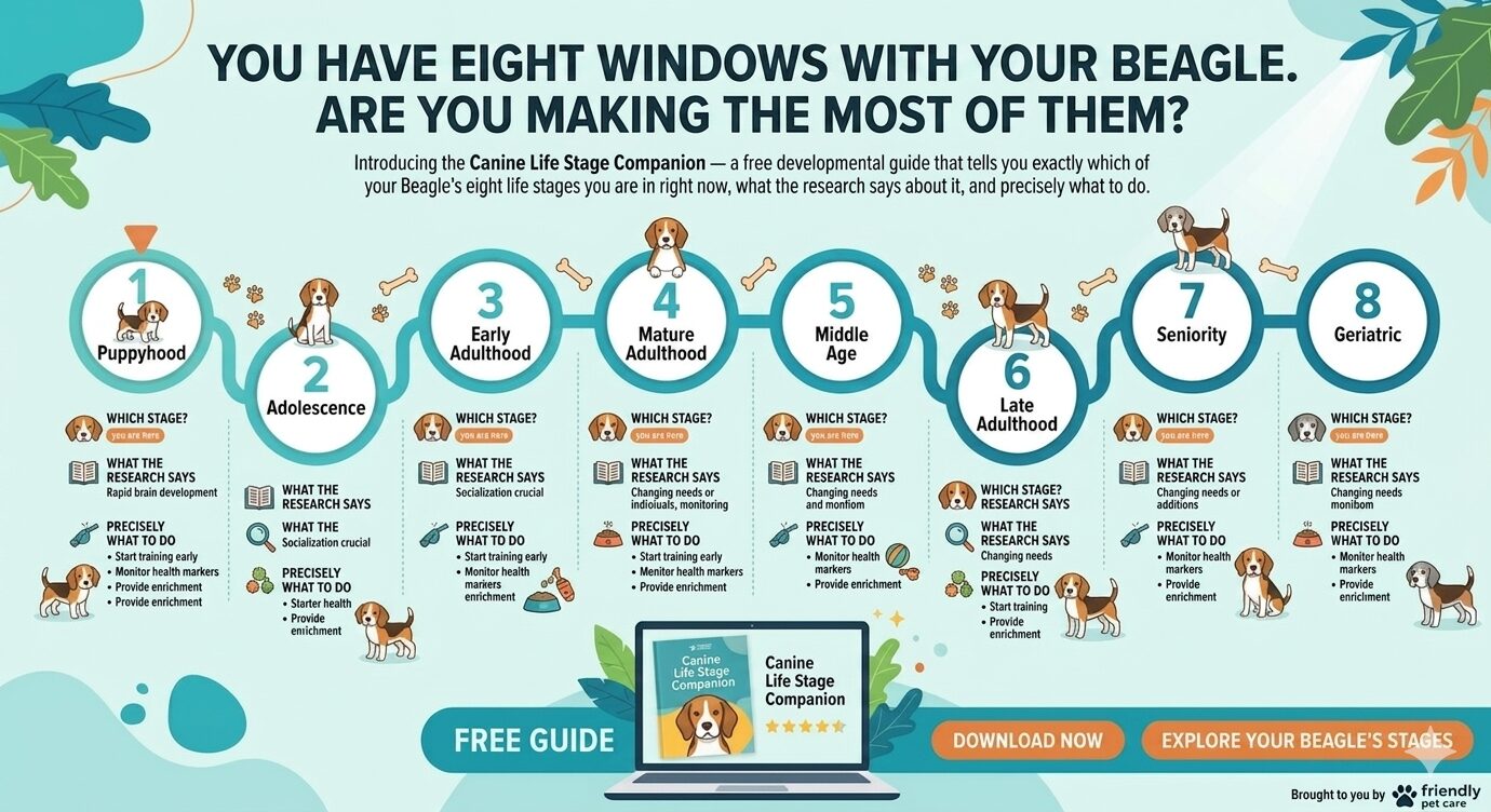 Eight Windows With Your Beagle
